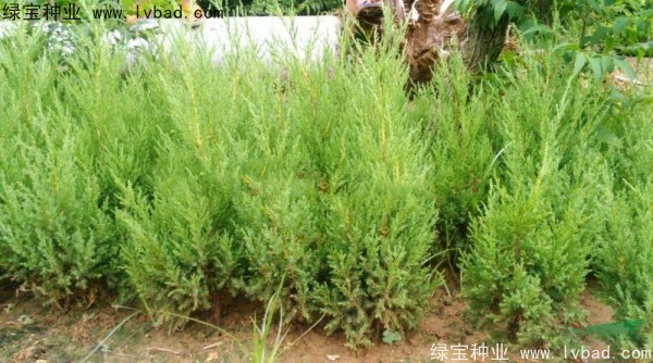 <a href='http:///linmuzhongzi/1767.html' target='_blank'>檜柏種子</a>