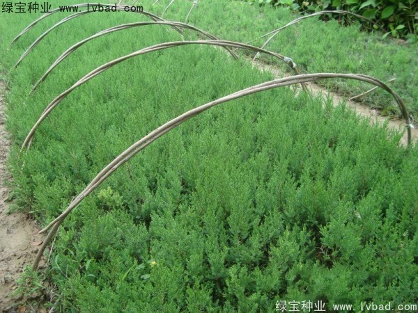 <a href='http:///linmuzhongzi/1767.html' target='_blank'>檜柏</a><a href='http:///' target='_blank'>種子</a>