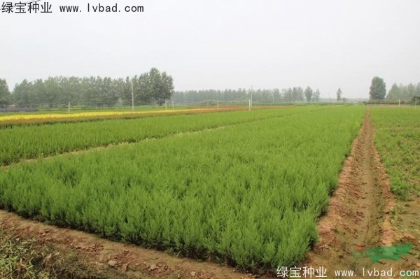 <a href='http:///linmuzhongzi/1767.html' target='_blank'>檜柏</a><a href='http:///' target='_blank'>種子</a>