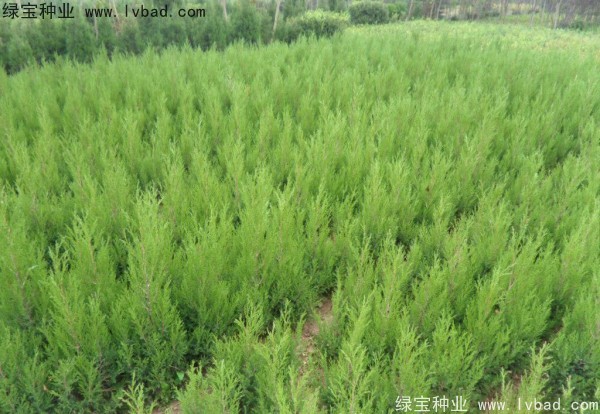 檜柏<a href='http:///' target='_blank'>種子</a>