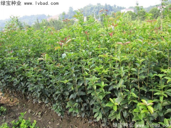 <a href='http:///linmuzhongzi/1768.html' target='_blank'>桂花</a><a href='http:///' target='_blank'>種子</a>