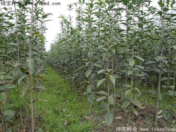 <a href='http:///linmuzhongzi/1768.html' target='_blank'>桂花種子</a>