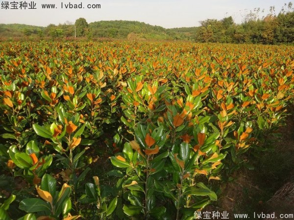 廣<a href='http:///linmuzhongzi/1813.html' target='_blank'>玉蘭種子</a>