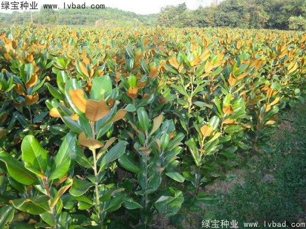 廣<a href='http:///linmuzhongzi/1813.html' target='_blank'>玉蘭種子</a>