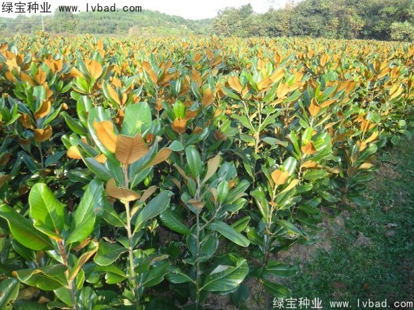 <a href='http:///linmuzhongzi/1770.html' target='_blank'>廣玉蘭種子</a>