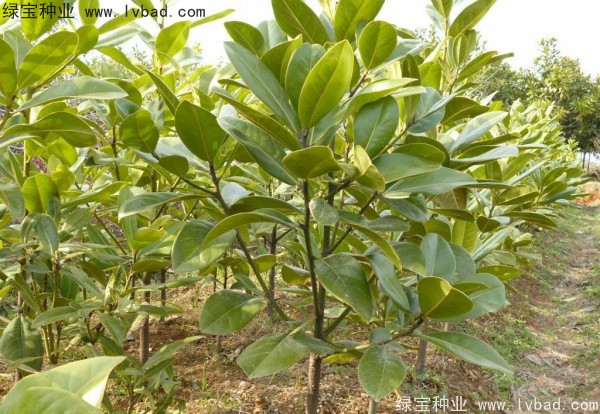 <a href='http:///linmuzhongzi/1770.html' target='_blank'>廣玉蘭種子</a>