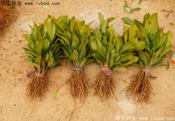 <a href='http:///linmuzhongzi/1770.html' target='_blank'>廣玉蘭種子</a>