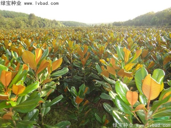 廣<a href='http:///linmuzhongzi/1813.html' target='_blank'>玉蘭</a><a href='http:///' target='_blank'>種子</a>