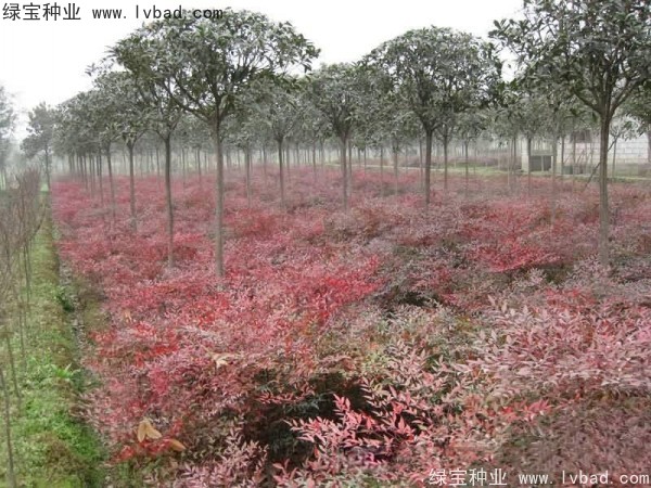 <a href='http:///linmuzhongzi/1772.html' target='_blank'>南天竹種子</a>