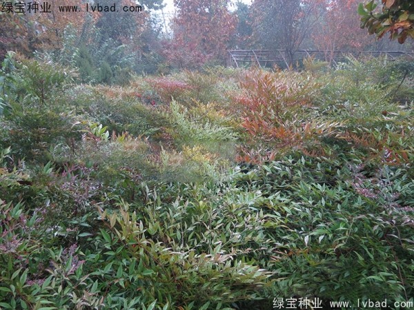 <a href='http:///linmuzhongzi/1772.html' target='_blank'>南天竹種子</a>
