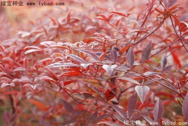 <a href='http:///linmuzhongzi/1772.html' target='_blank'>南天竹</a><a href='http:///' target='_blank'>種子</a>
