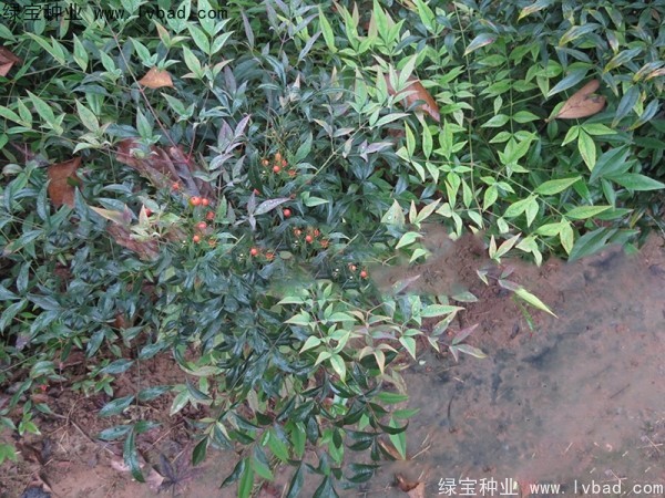 南天竹<a href='http:///' target='_blank'>種子</a>