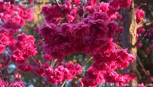 櫻花<a href='http:///' target='_blank'>種子</a>