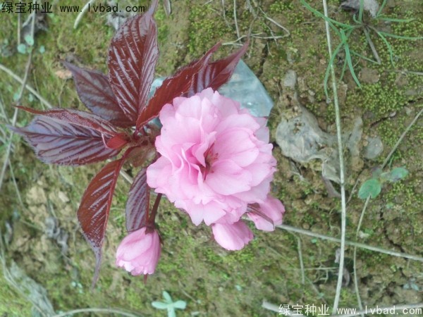 <a href='http:///linmuzhongzi/1777.html' target='_blank'>櫻花種子</a>