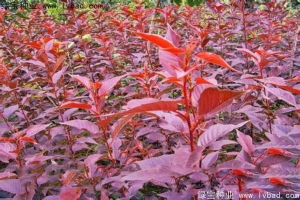 <a href='http:///linmuzhongzi/1777.html' target='_blank'>櫻花種子</a>