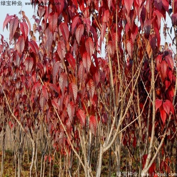 櫻花<a href='http:///' target='_blank'>種子</a>