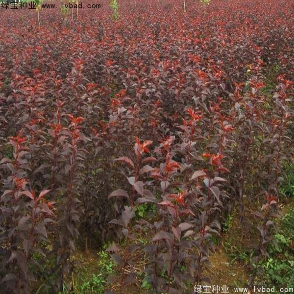 <a href='http:///linmuzhongzi/1777.html' target='_blank'>櫻花種子</a>