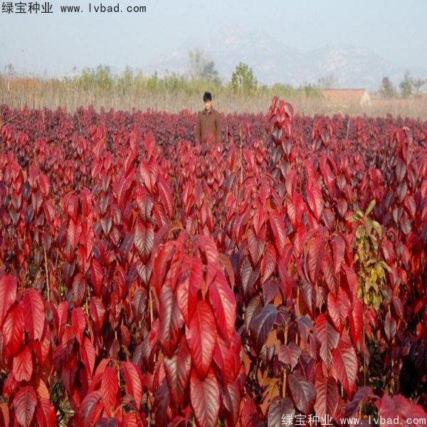 櫻花<a href='http:///' target='_blank'>種子</a>
