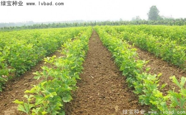 <a href='http:///linmuzhongzi/1778.html' target='_blank'>銀杏種子</a>