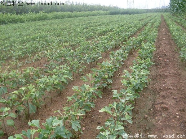 銀杏<a href='http:///' target='_blank'>種子</a>