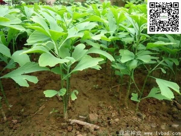 <a href='http:///linmuzhongzi/1778.html' target='_blank'>銀杏種子</a>