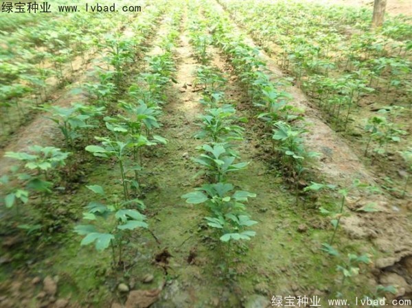 <a href='http:///linmuzhongzi/1778.html' target='_blank'>銀杏種子</a>