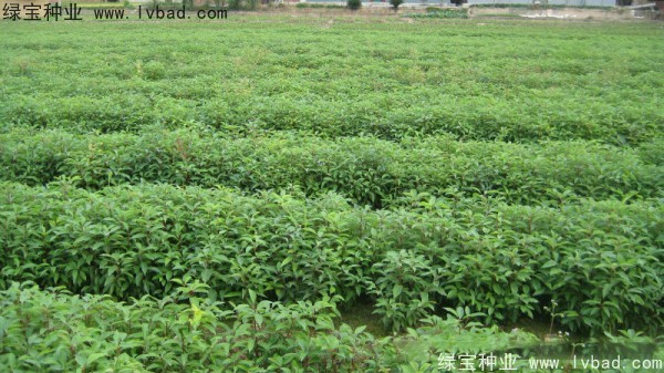 香樟樹<a href='http:///' target='_blank'>種子</a>