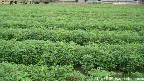 香樟樹<a href='http:///' target='_blank'>種子</a>