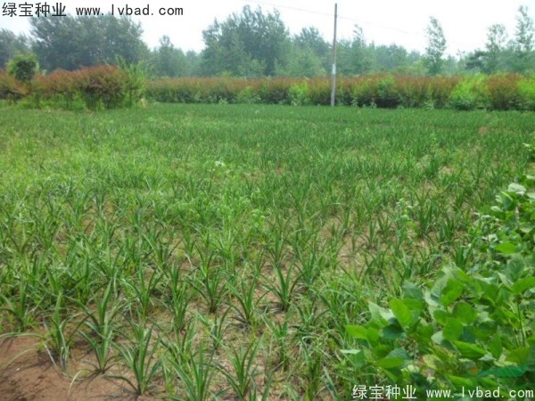 劍麻<a href='http:///' target='_blank'>種子</a>