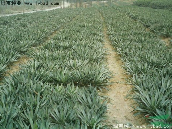<a href='http:///linmuzhongzi/1783.html' target='_blank'>劍麻種子</a>