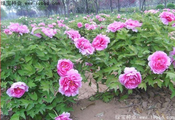 <a href='http:///linmuzhongzi/1785.html' target='_blank'>牡丹種子</a>