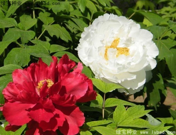 牡丹<a href='http:///' target='_blank'>種子</a>
