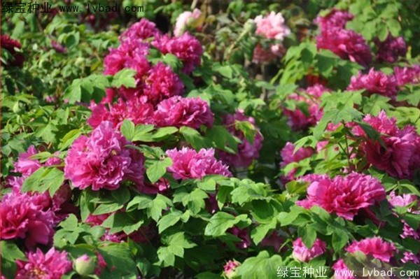 <a href='http:///linmuzhongzi/1785.html' target='_blank'>牡丹種子</a>
