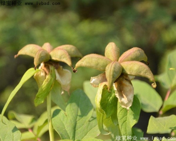 牡丹<a href='http:///' target='_blank'>種子</a>