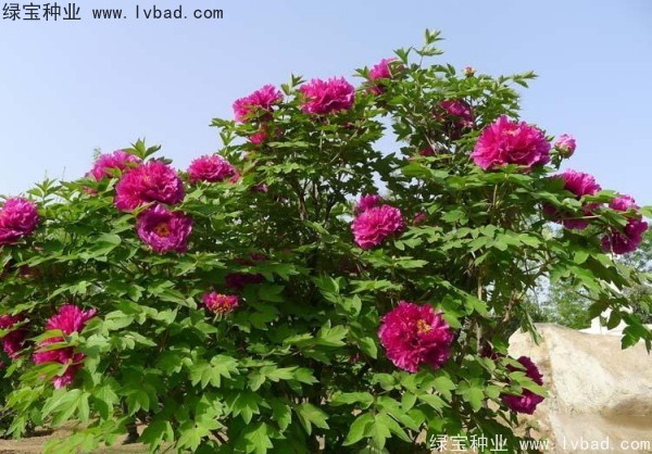 <a href='http:///linmuzhongzi/1785.html' target='_blank'>牡丹種子</a>