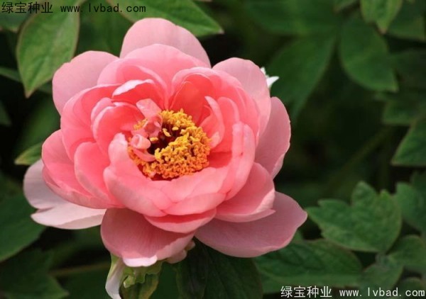 牡丹<a href='http:///' target='_blank'>種子</a>