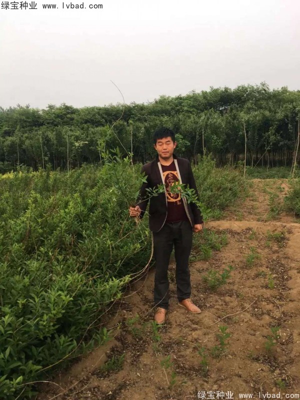 <a href='http:///linmuzhongzi/1787.html' target='_blank'>連翹種子</a>