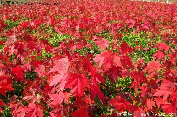 美國<a href='http:///linmuzhongzi/1706.html' target='_blank'>紅楓種子</a>