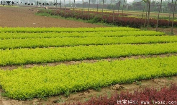 <a href='http:///linmuzhongzi/1804.html' target='_blank'>金葉女貞種子</a>