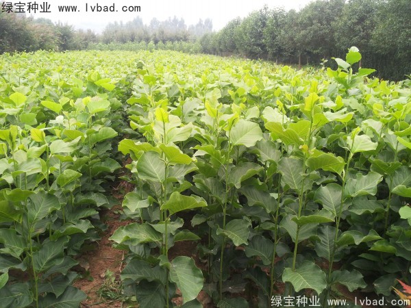 <a href='http:///linmuzhongzi/1813.html' target='_blank'>玉蘭種子</a>