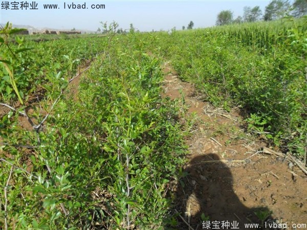 <a href='http:///linmuzhongzi/1814.html' target='_blank'>棗樹</a>