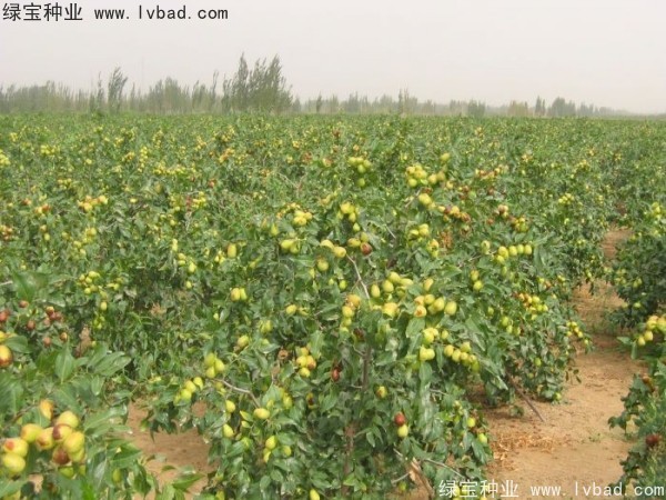 <a href='http:///linmuzhongzi/1814.html' target='_blank'>棗樹</a>