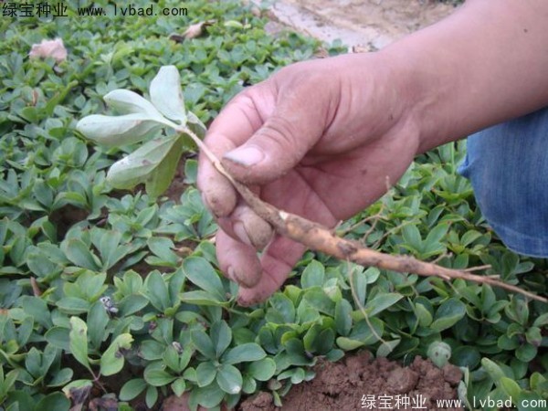 <a href='http:///linmuzhongzi/1830.html' target='_blank'>芍藥種子</a>