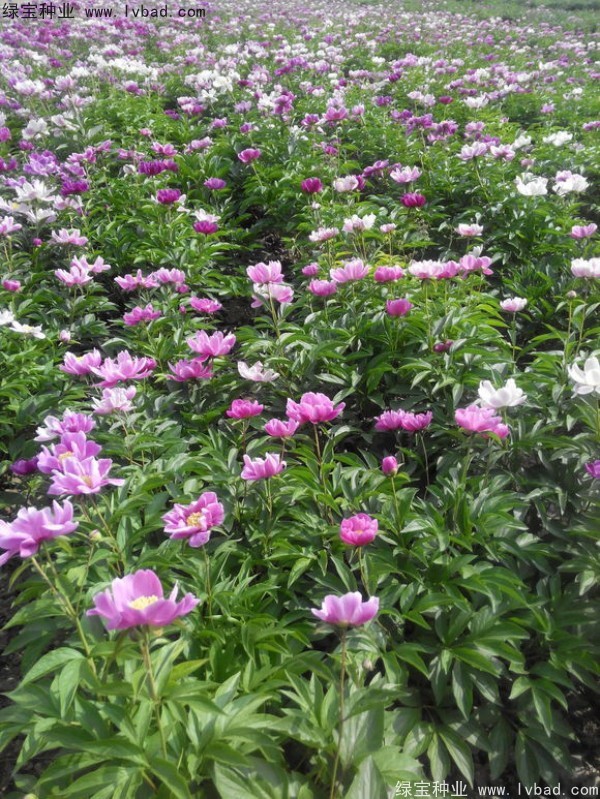<a href='http:///linmuzhongzi/1830.html' target='_blank'>芍藥種子</a>