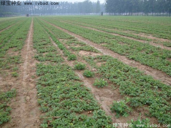<a href='http:///linmuzhongzi/1830.html' target='_blank'>芍藥種子</a>