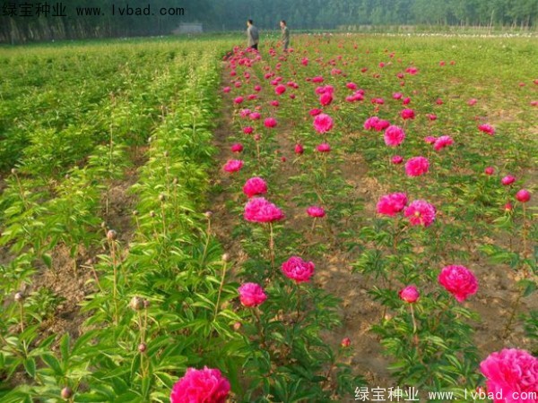 芍藥<a href='http:///' target='_blank'>種子</a>