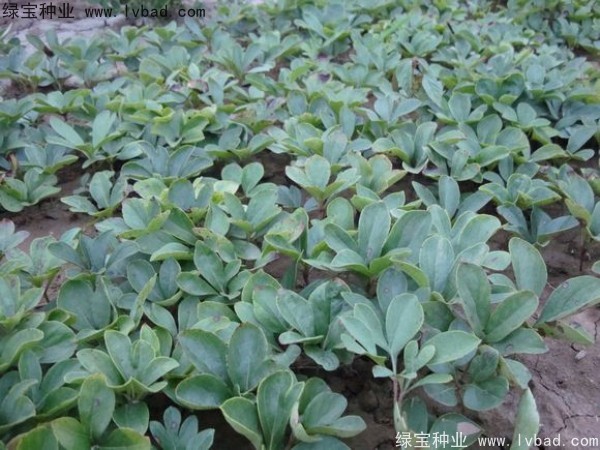 芍藥<a href='http:///' target='_blank'>種子</a>
