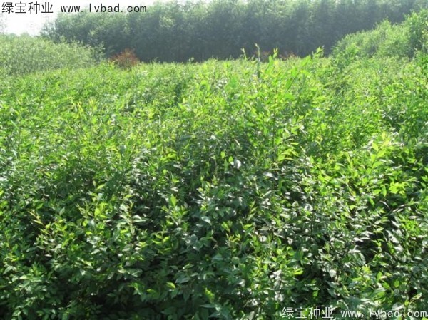 <a href='http:///linmuzhongzi/1836.html' target='_blank'>白榆</a><a href='http:///' target='_blank'>種子</a>