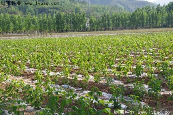 復(fù)葉槭<a href='http:///' target='_blank'>種子</a>