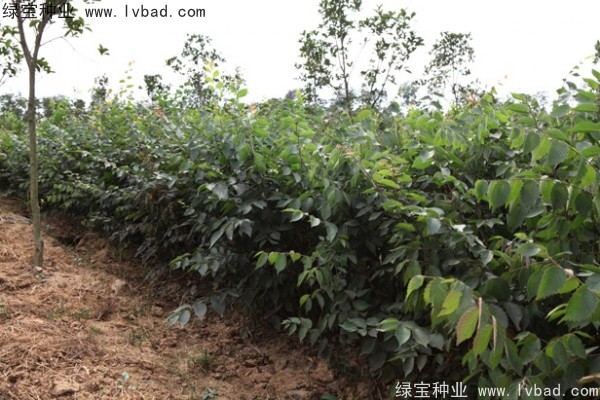 <a href='http:///linmuzhongzi/1844.html' target='_blank'>櫸樹</a><a href='http:///' target='_blank'>種子</a>
